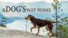 A Dog's Way Home