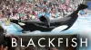 Blackfish