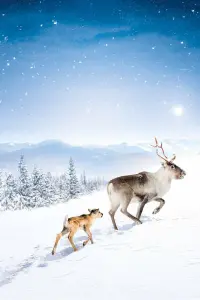 Poster to the movie "A Reindeer