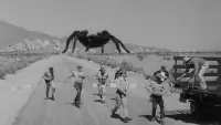 Backdrop to the movie "Tarantula" #382794