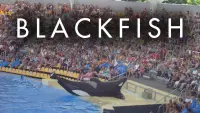 Backdrop to the movie "Blackfish" #155013