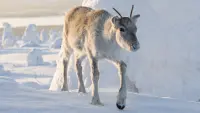 Backdrop to the movie "A Reindeer