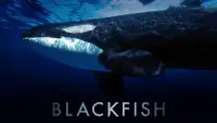 Backdrop to the movie "Blackfish" #155014