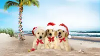 Backdrop to the movie "3 Holiday Tails" #626870