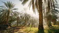 Backdrop to the movie "Tunisie : Une oasis dans un grain de sable" #531662