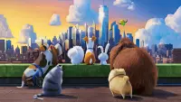 Backdrop to the movie "The Secret Life of Pets" #293682