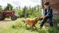 Backdrop to the movie "A Dog