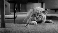 Backdrop to the movie "The Incredible Shrinking Man" #212646