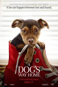 Poster to the movie "A Dog