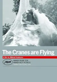 Poster to the movie "The Cranes Are Flying" #181584