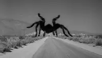 Backdrop to the movie "Tarantula" #593532