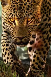 Poster to the movie "Living with Leopards" #472462