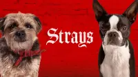 Backdrop to the movie "Strays" #12983