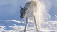 Backdrop to the movie "A Reindeer