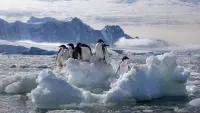 Backdrop to the movie "Penguins" #684151