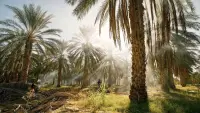 Backdrop to the movie "Tunisie : Une oasis dans un grain de sable" #531663