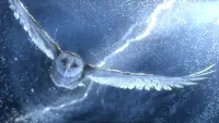 Backdrop to the movie "Legend of the Guardians: The Owls of Ga