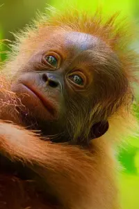 Secret Lives of Orangutans