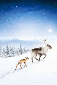 Poster to the movie "A Reindeer