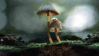 Backdrop to the movie "Fantastic Fungi" #540292