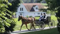 Backdrop to the movie "The Amish Dilemma" #438101