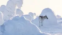 Backdrop to the movie "A Reindeer