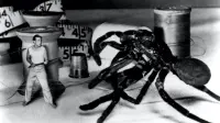 Backdrop to the movie "The Incredible Shrinking Man" #528767