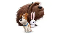 Backdrop to the movie "The Secret Life of Pets" #293690