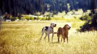 Backdrop to the movie "Homeward Bound II: Lost in San Francisco" #280624