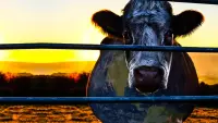 Backdrop to the movie "Cowspiracy: The Sustainability Secret" #450107