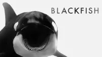 Backdrop to the movie "Blackfish" #155012