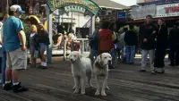 Backdrop to the movie "Homeward Bound II: Lost in San Francisco" #280623