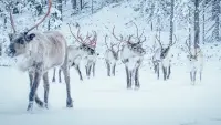 Backdrop to the movie "A Reindeer