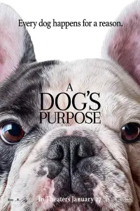 Poster to the movie "A Dog