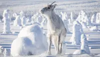 Backdrop to the movie "A Reindeer