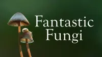 Backdrop to the movie "Fantastic Fungi" #364906