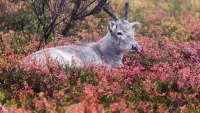 Backdrop to the movie "A Reindeer