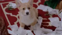 Backdrop to the movie "A Very Corgi Christmas" #625123