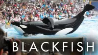 Backdrop to the movie "Blackfish" #155017