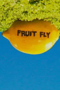 Poster to the movie "Fruit Fly" #696162