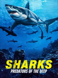 Poster to the movie "Sharks: Predators of the Deep" #575596