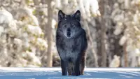 Backdrop to the movie "Une année parmi les loups" #659802