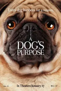 Poster to the movie "A Dog