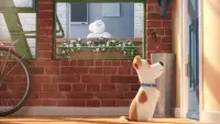 Backdrop to the movie "The Secret Life of Pets" #293702