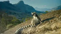 Backdrop to the movie "Island of Lemurs: Madagascar" #536974