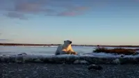 Backdrop to the movie "Wonders of the Arctic" #642707