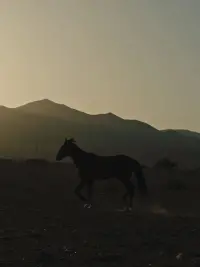 Poster to the movie "Pourquoi As-Tu Laissé le Cheval à sa Solitude?" #465322