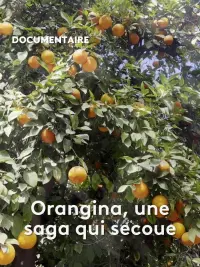 Poster to the movie "Orangina, une saga qui secoue" #648885