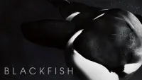 Backdrop to the movie "Blackfish" #155009