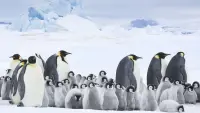 Backdrop to the movie "March of the Penguins 2: The Next Step" #486266